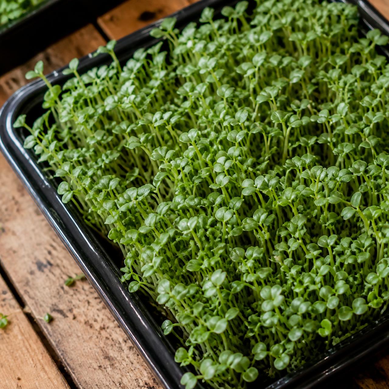 Broccoli Microgreens