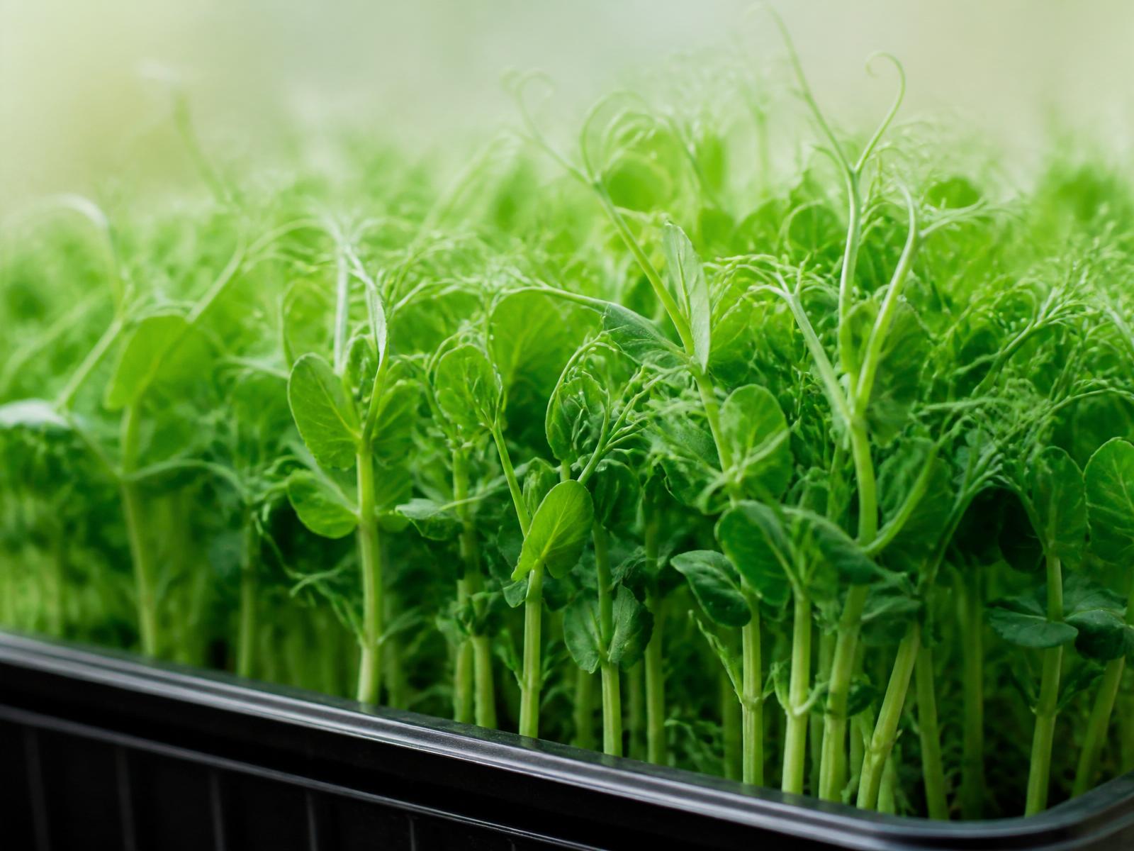 Pea Shoots