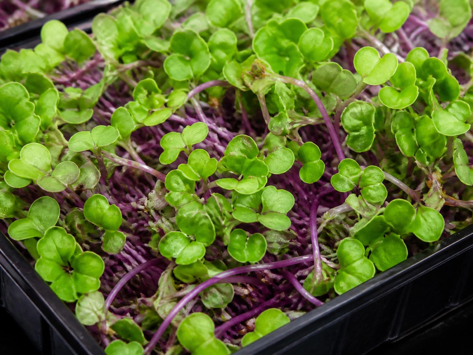 Radish Microgreens